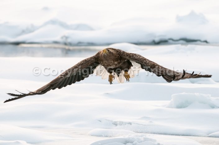 White Tailed Sea Eagle