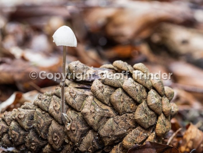 Minute fungi growing on fir cone