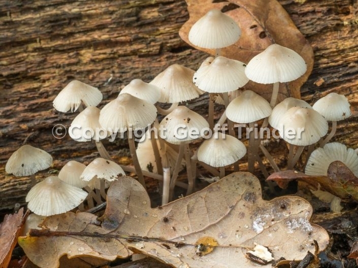 Species of Bonnet Fungus